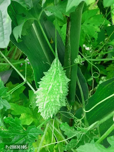 Baishnab Karela Seeds 80prpk MMN Gardening Bitter Gourd Seeds Karela Karle80PIECE