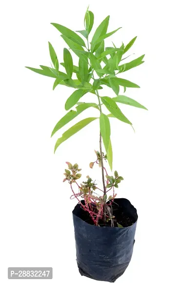 Baishnab  Sandalwood white or chandan Live Plant Sa-thumb0