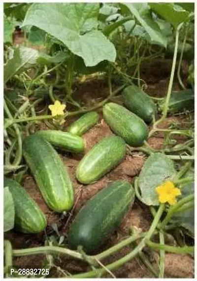 Baishnab Cucumber Seed 50 ps 7NK0780450PIECE-thumb0