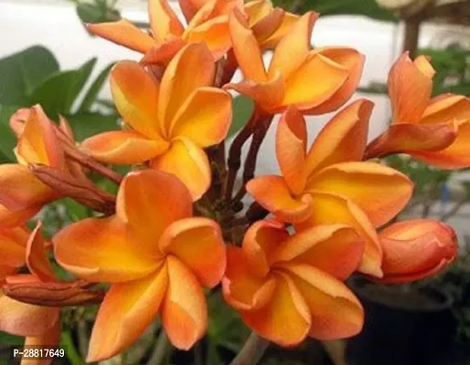 Baishnab  Kath Chapa Plant K010 Plumeria Plant-thumb0