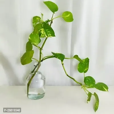 Baishnab  ml01 Money Plant-thumb0