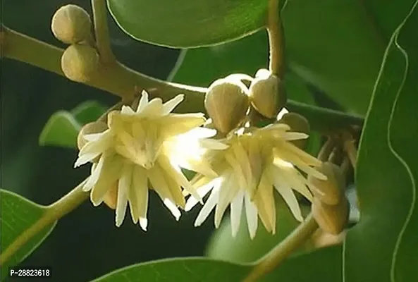 Baishnab  Bokul ful plant Cherry Fruit Plant