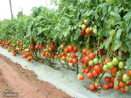 Baishnab Earth Seeds R 82TOMATO46145PIECE-thumb0