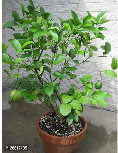 Baishnab  Hybrid Gandharaj Lemon Plant 20 Lemon Pl-thumb0