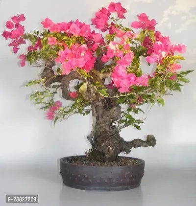 Baishnab  A001 Bougainvillea Plant-thumb0