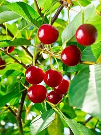 Baishnab Cherry Fruit Plant Live Dark Red SweetSour Cherry Delicious Healthy Fruit Plant For Home Garden - Healthy Live 1 Plant-thumb1