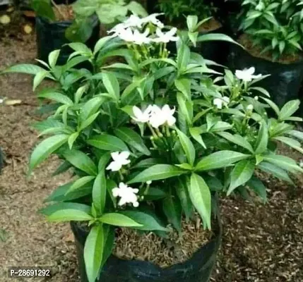 Baishnab Night Bloom Jasmine Plant Jasmine plant lives with flower-thumb0