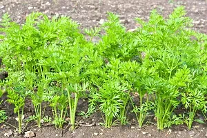 Baishnab Carrot 1500mc uyhGaj 264 Atomic Red Carrot 1500Seeds1500PIECE-thumb2