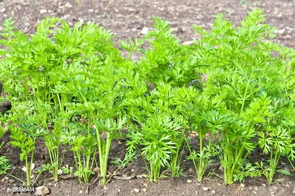 Baishnab Carrot 1500mc uyhGaj 264 Atomic Red Carrot 1500Seeds1500PIECE-thumb3