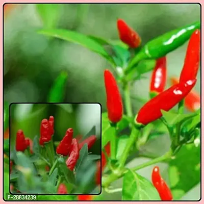 Baishnab Chilli seed  30 per packetRed African Bird Eye Chilli Kanthari Mulaku Thai Pepper Seed30PIECE-thumb0