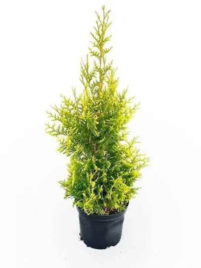 Best Selling Plant & Planters 