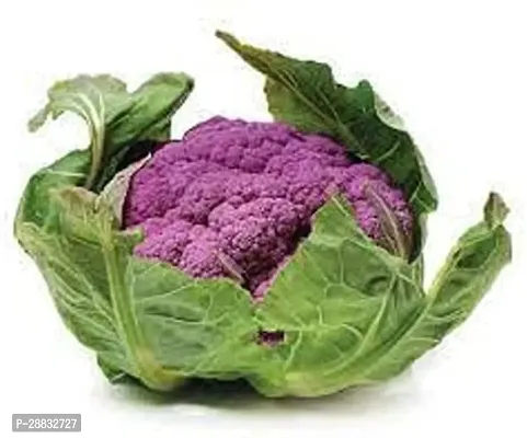 Baishnab Cauliflower seed 500ps mcPurple Cauliflower  Phol Gobhi  F1 Hybrid Vegetable Seeds   G3823500PIECE-thumb0