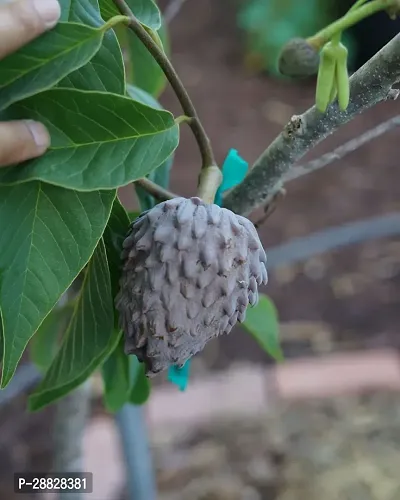 Baishnab  Custard Apple Live Plant Disha309067 C-thumb0