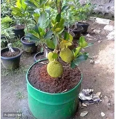 Baishnab  Jack fruit plant 01 Jack Fruit Plant-thumb0