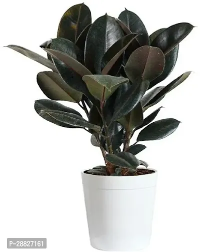 Baishnab  Live Rubber plant Rubber Tree