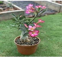 Baishnab Adenium Plant ADENIUM PLANT EER4-thumb1