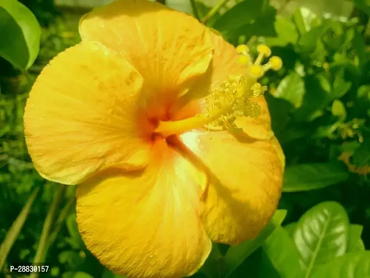 Baishnab  Pink hibiscus Hibiscus Plant