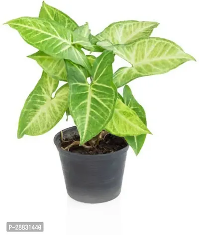 Baishnab  Syngonium Podophyllum Syngonium Plant-thumb0