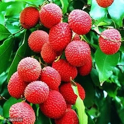 Baishnab  Creative litchi plants Litchi Plant-thumb0