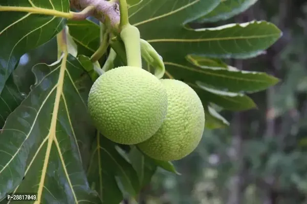 Baishnab  Bread Fruit Plant BF21 Jack Fruit Plant-thumb0