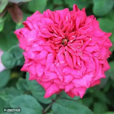 Baishnab  Rose Marigold Pink  Plant Rose Plant