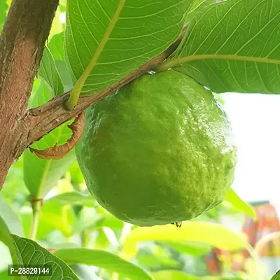 Baishnab  ggh21 Guava Plant-thumb0