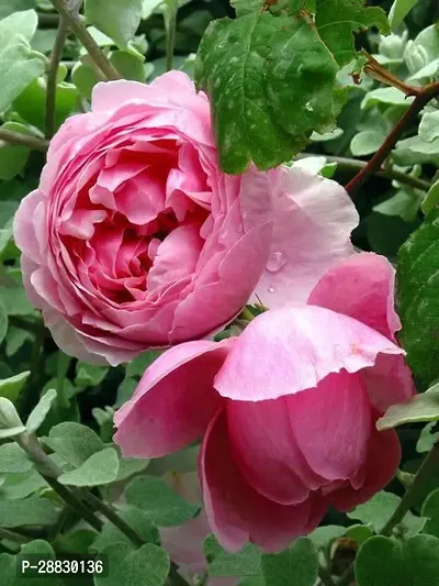 Baishnab  Hybrid Live Rose PlantCF0157 Rose Plant-thumb0