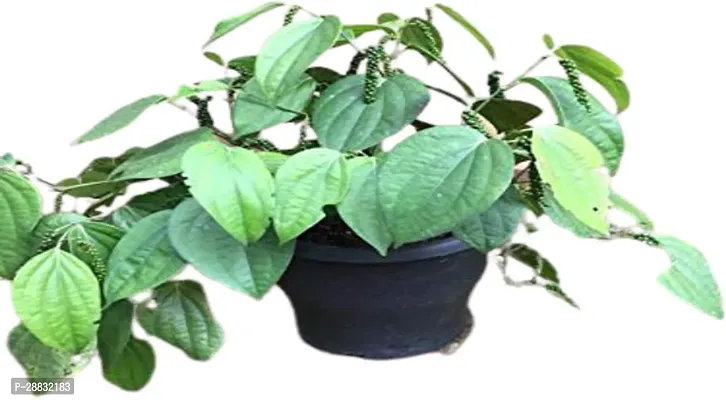 Baishnab  Kilichundan Black Pepper Plant For Outdoo-thumb0