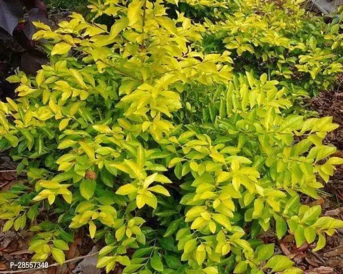 Baishnab Duranta Plant Live Golden Duranta Plants-thumb2