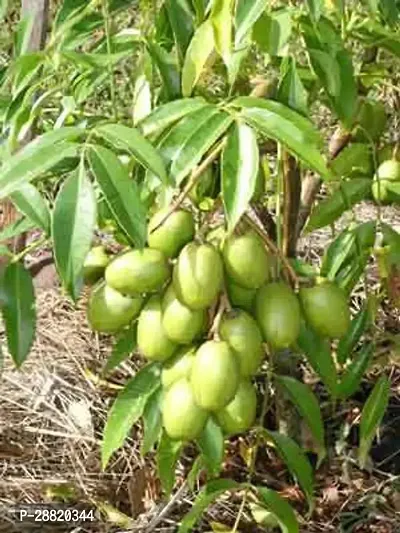 Baishnab  Bhringiphal plant Amra Plant-thumb0