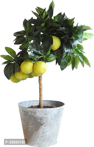 Baishnab Lemon Plant Lemon live plant with pot ( pack of 1)