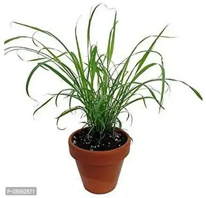 Baishnab Lemon Grass Plant DRLMGRASS3