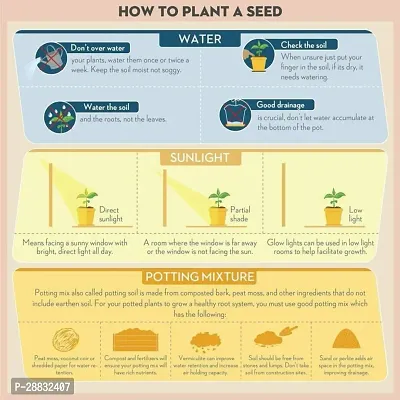 Baishnab Carrot Seed 24 PsXR 200924PIECE-thumb4