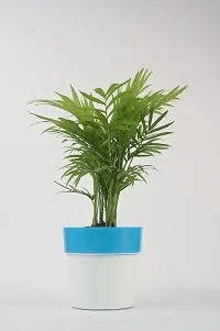 Baishnab Areca Palm chamaedorea plant with blue and white pot-thumb2