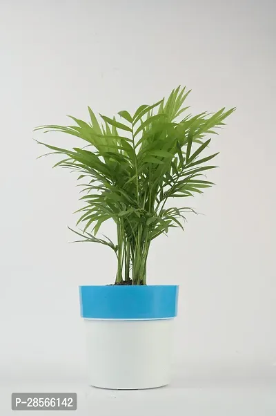 Baishnab Areca Palm chamaedorea plant with blue and white pot-thumb3