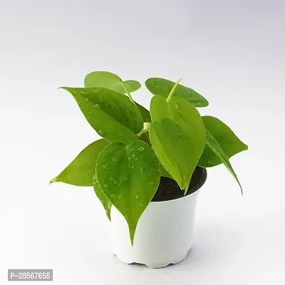 Baishnab Money Plant WoodGibbsGifts-WB-1595