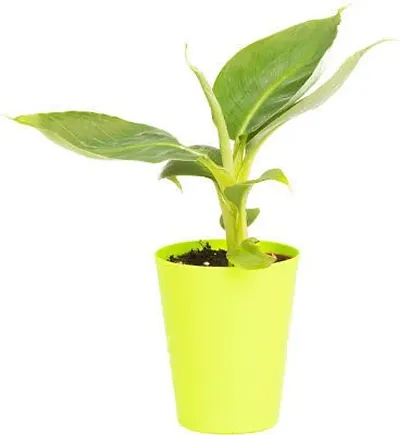 New Arrival Plant & Planters 