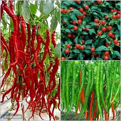 Baishnab chilli seed 30 ps fuSeeds Combo : Italian 20 30 cm long cherry green chilli30PIECE-thumb0