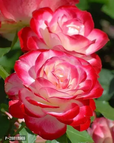 Baishnab  PK132 Rose Plant-thumb0