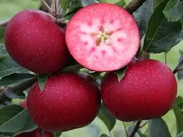 Baishnab Apple Plant Red Apple Plant-thumb1