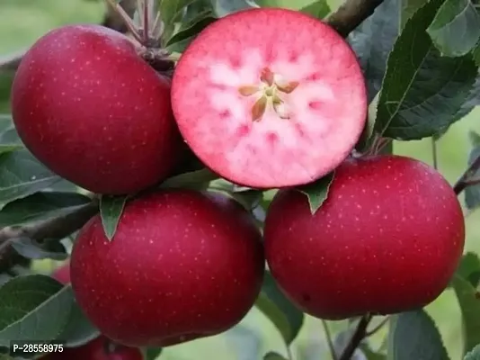 Baishnab Apple Plant Red Apple Plant-thumb2