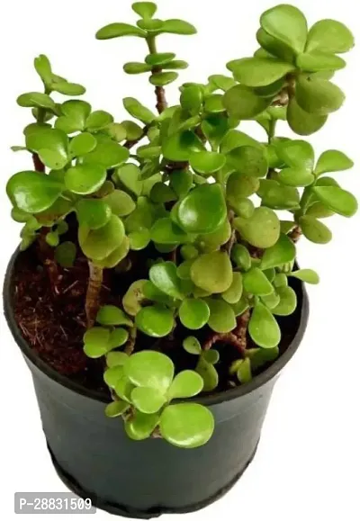 Baishnab  Crassula Ovata Jade Variety Plant Green-thumb0