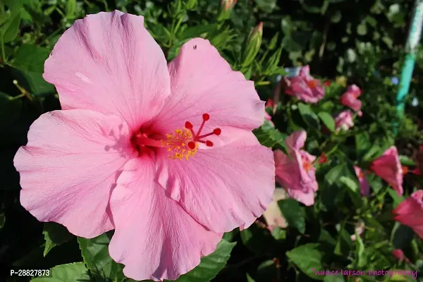 Baishnab  Hibiscus Pink CF30071 Hibiscus Plant-thumb0