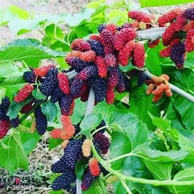 Baishnab ShahtootMulberry Plant Original mulberry plant-thumb0