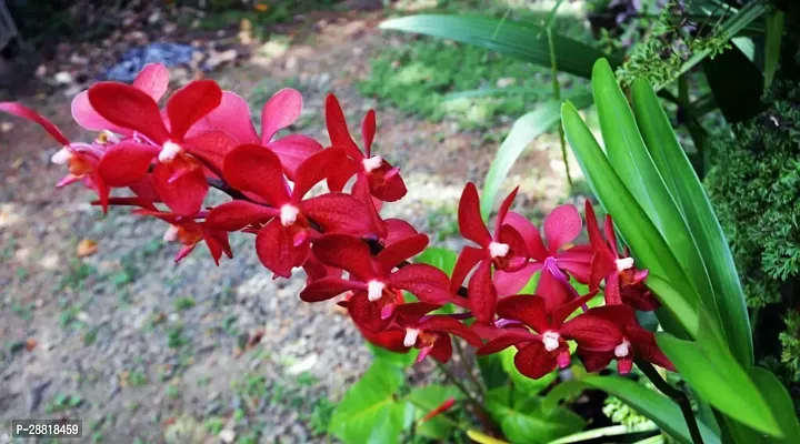 Baishnab  Vanda Orchid Flower Plant1 Orchid Plant-thumb0