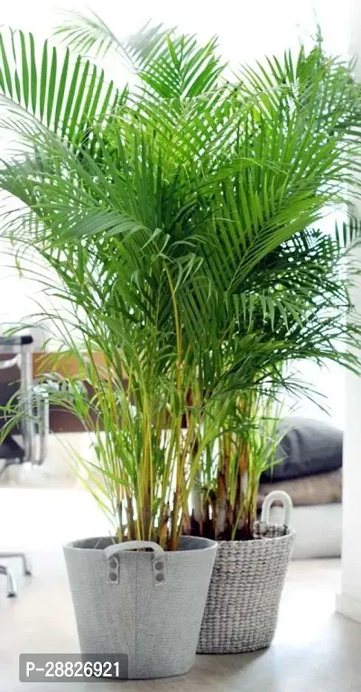 Baishnab  ARECA PLAMWN38 Areca Palm-thumb0