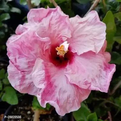 Baishnab  Hibiscus Red  White Plant CF045 Hibisc