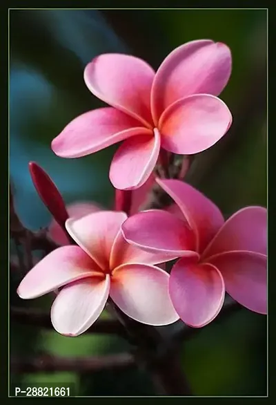 Baishnab  Kath Golap Flower Plant Plumeria Plant