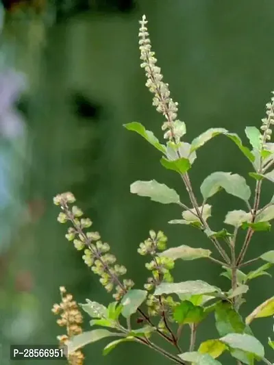 Baishnab Tulsi Plant Tulsi-thumb2