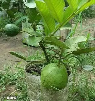 Baishnab  u11 Guava Plant-thumb0